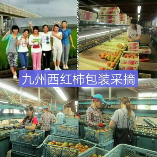 赴日勞務新選擇 沈陽國橋旅行社助力開啟九州職業之旅